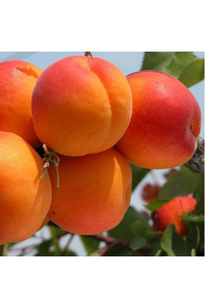 Плоди абрикоса ‘Первайс’ крупним планом